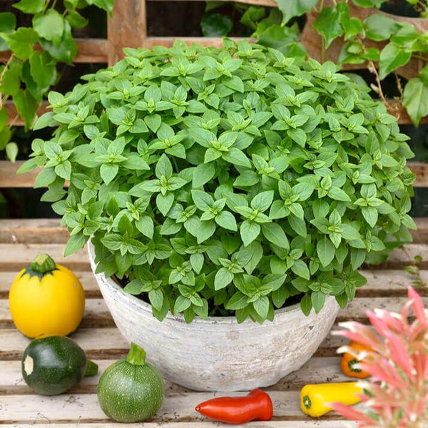 Spicy Globe Basil
