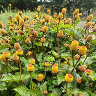 Organic Toothache Spilanthes Seeds by Gaia, product image prepared for Canadian gardeners.
