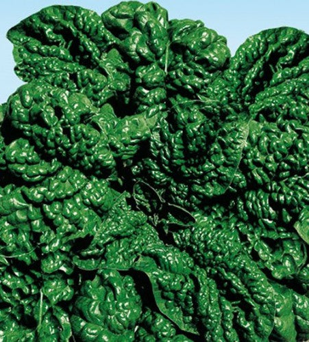 Semences Épinard 'America Riccio' (Spinacia oleracea)