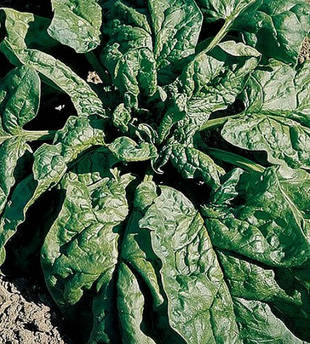 Semences Épinard 'Matador' (Spinacia oleracea)