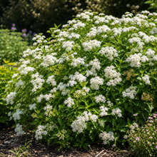 Spiraea japonica 'Empire Yeti'