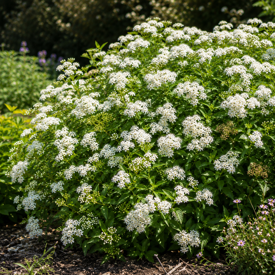Spiraea japonica 'Empire Yeti'