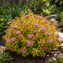 Spiraea japonica 'Flaming Mound'