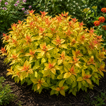 Spiraea japonica 'Sparkling Carpet'