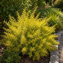 Spiraea thunbergii 'Mellow Yellow'