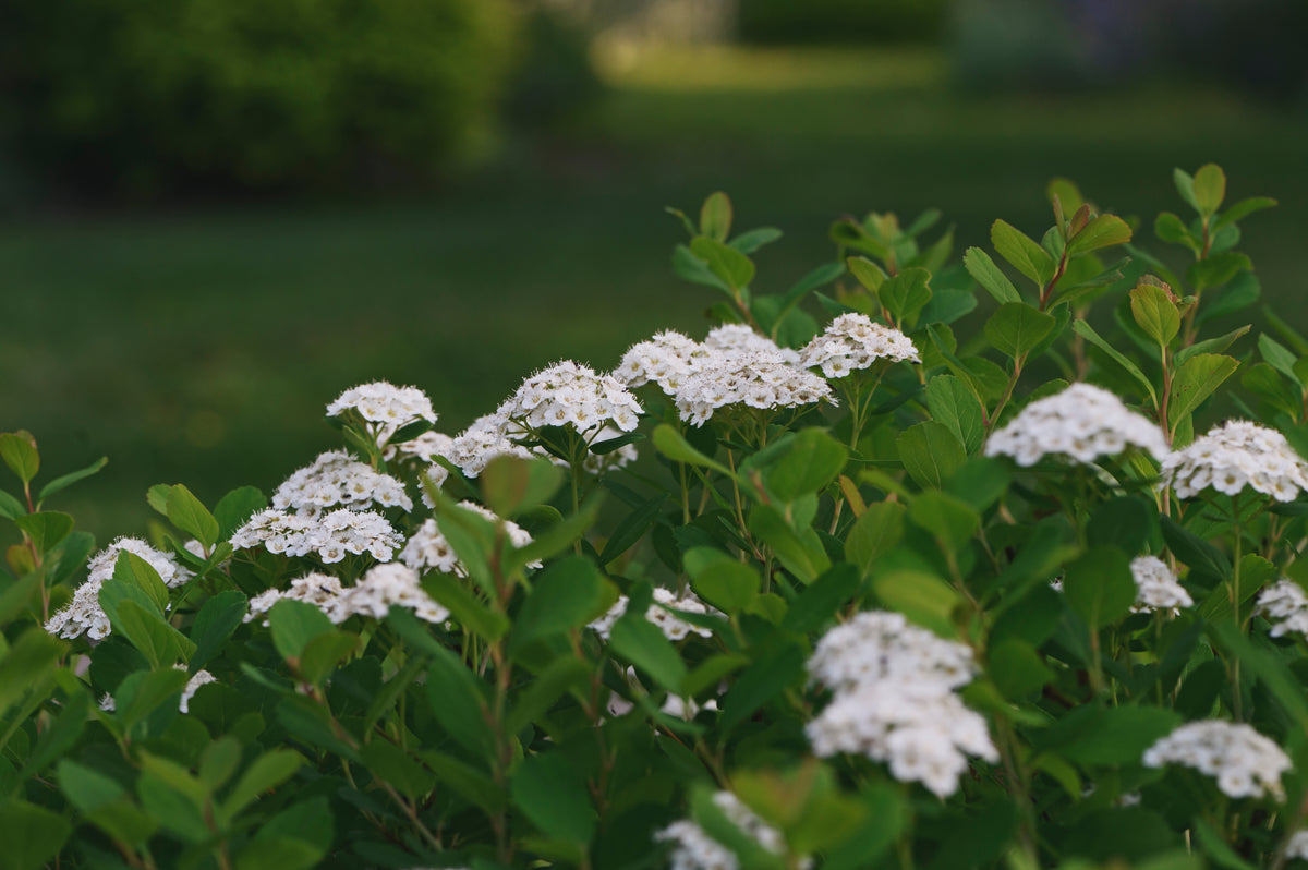 Spiraea betulifolia