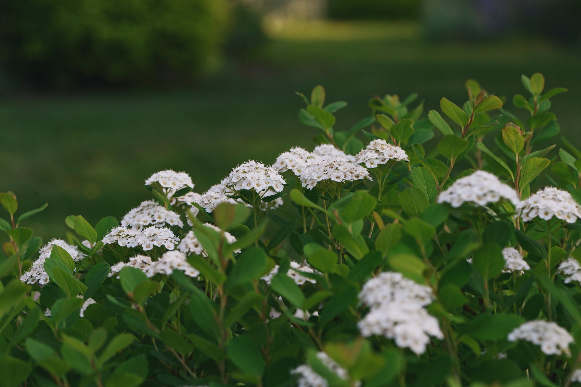 Spiraea betulifolia
