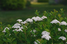 Spiraea betulifolia