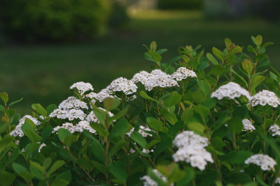 Spiraea betulifolia