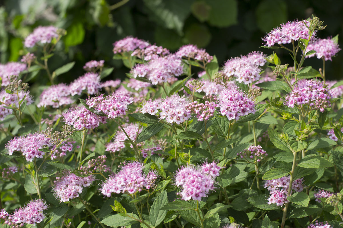 Spiraea betulifolia 'Pink Sparkler'