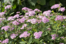 Spiraea betulifolia 'Pink Sparkler'
