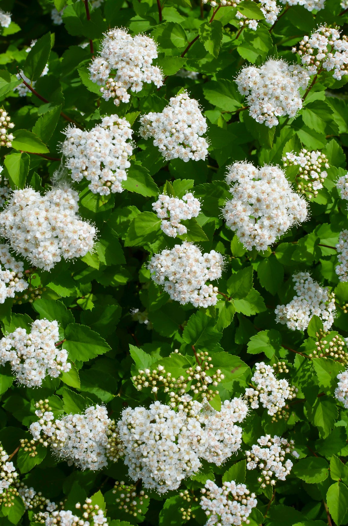 Spiraea betulifolia 'Thor'