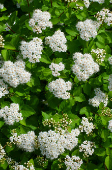 Spiraea betulifolia 'Thor'