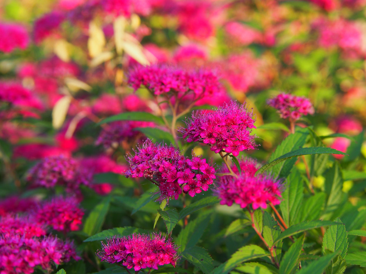 Spiraea japonica 'Anthony Waterer'