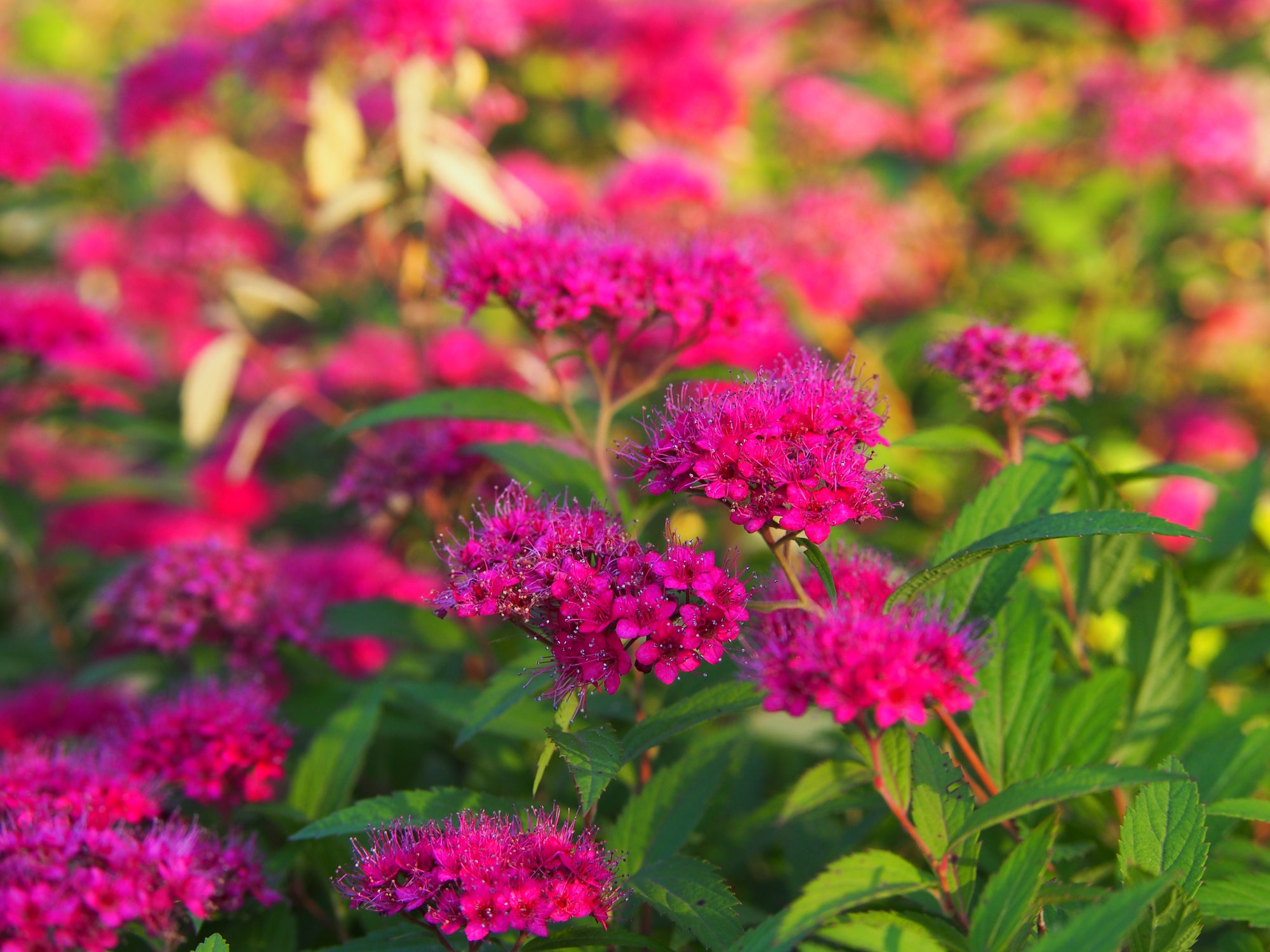 Spiraea japonica 'Anthony Waterer'