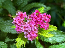 Spiraea japonica 'Crispa'