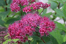 Spiraea japonica 'Dart's Red'