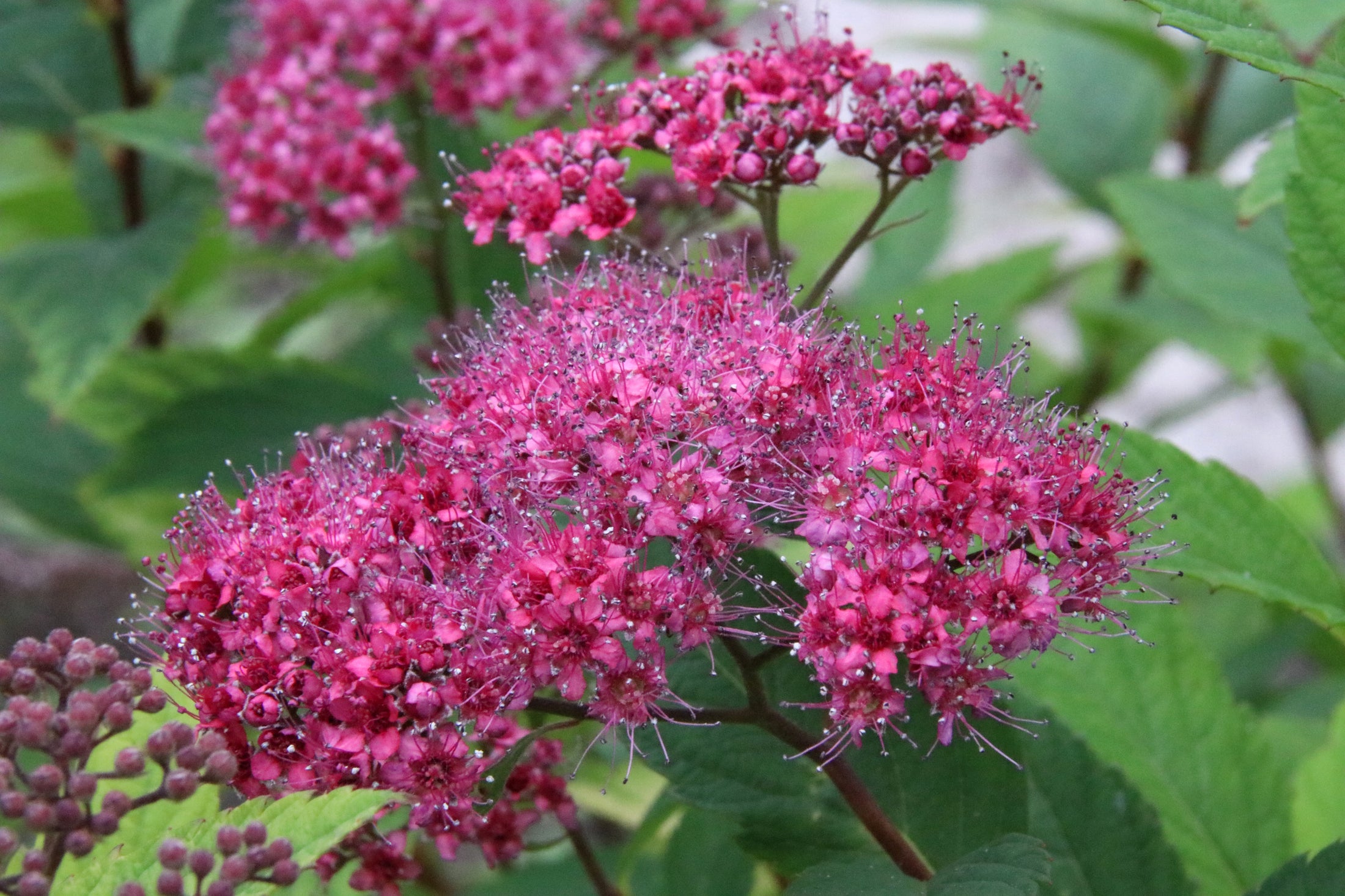 Spiraea japonica 'Dart's Red'