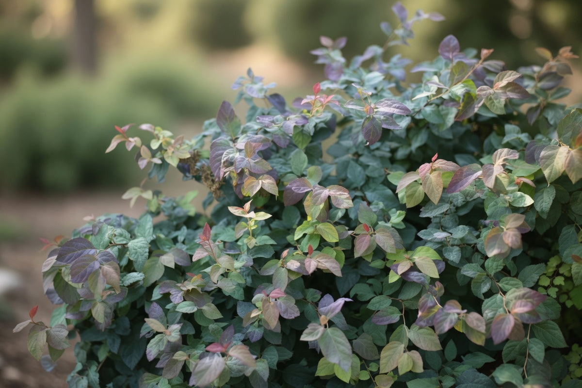 Spirée japonaise ‘Double Play Blue Kazoo’ (Spiraea japonica)