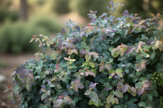 Spirée japonaise ‘Double Play Blue Kazoo’ (Spiraea japonica)