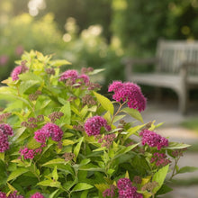 Double Play Gold Spirea