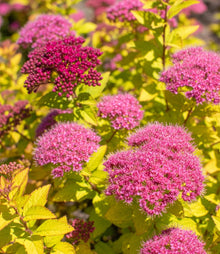 Spiraea japonica 'Empire Northern Light'
