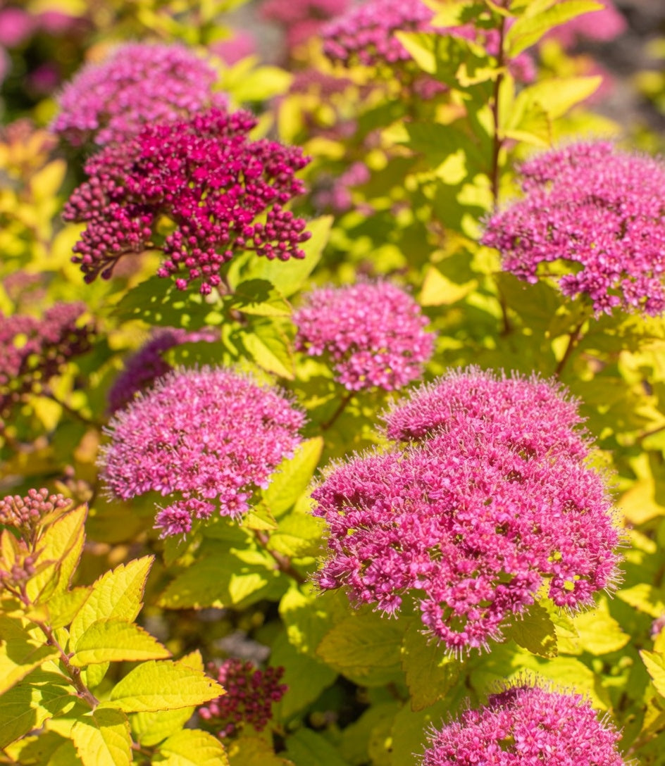 Spiraea japonica 'Empire Northern Light'