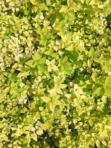 Spiraea japonica 'Golden Elf'