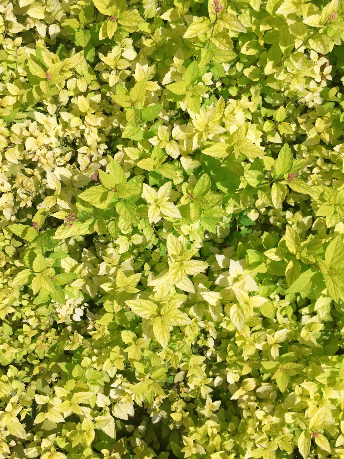Spiraea japonica 'Golden Elf'