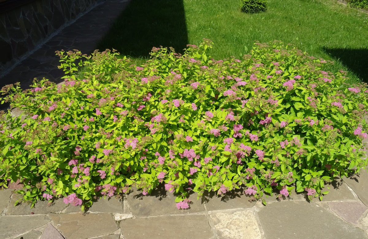 Spiraea japonica 'Golden Princess'