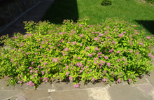 Spiraea japonica 'Golden Princess'