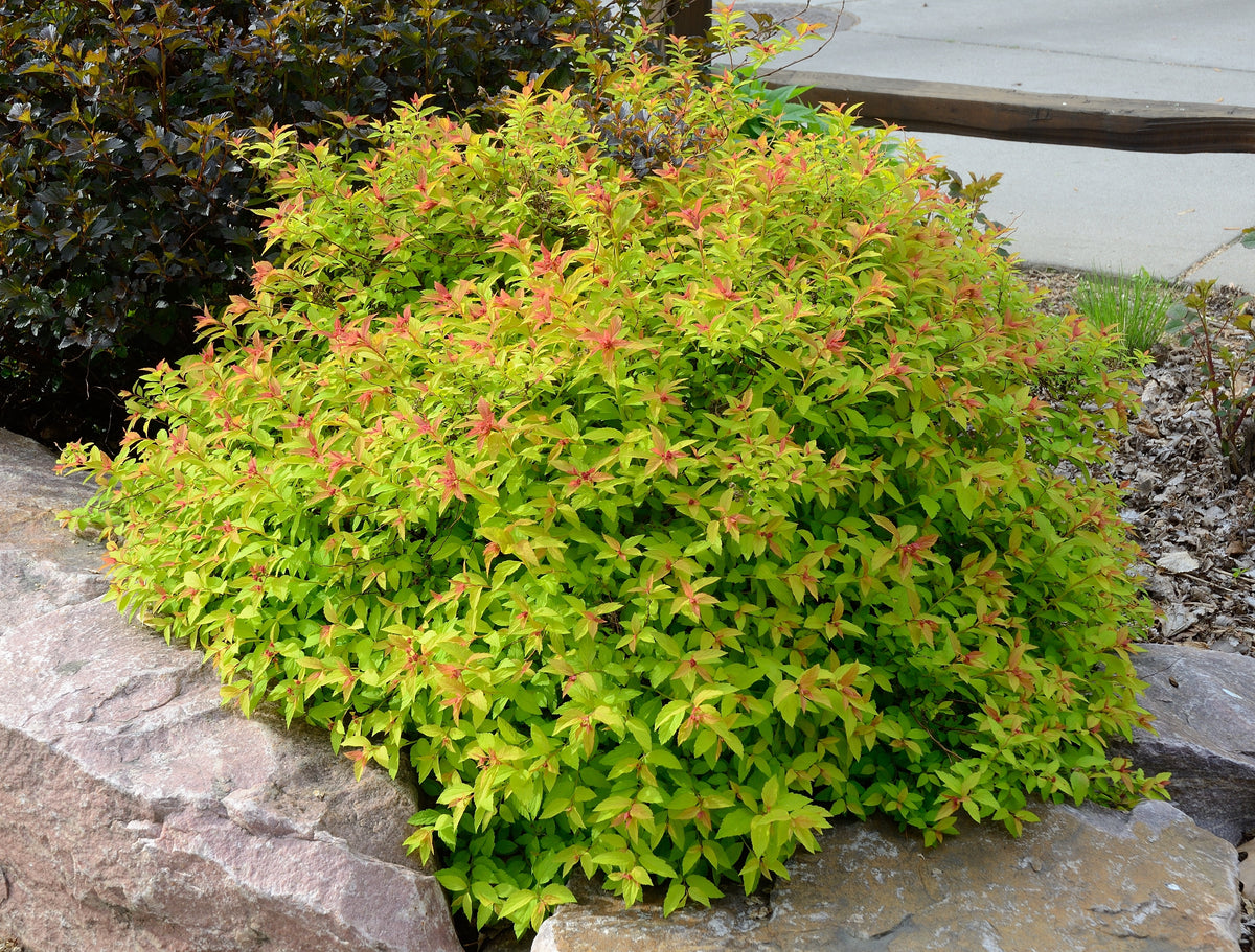 Spiraea japonica 'Goldflame'