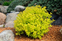 Spiraea japonica 'Goldmound'