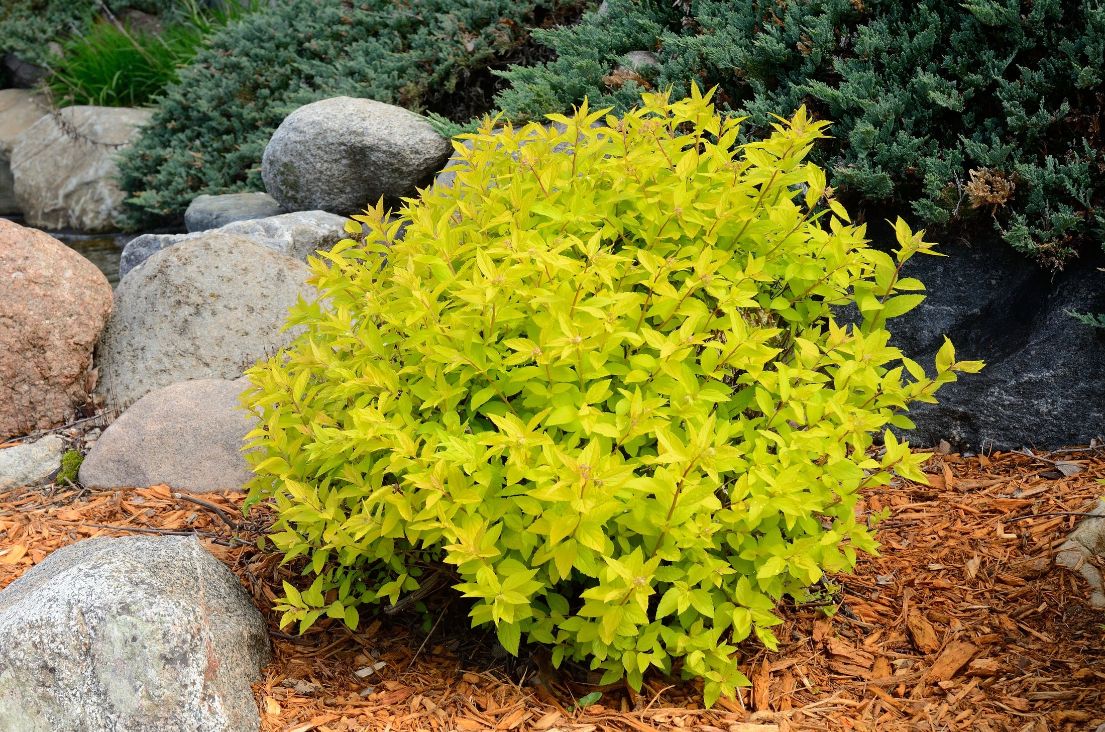 Spiraea japonica 'Goldmound'