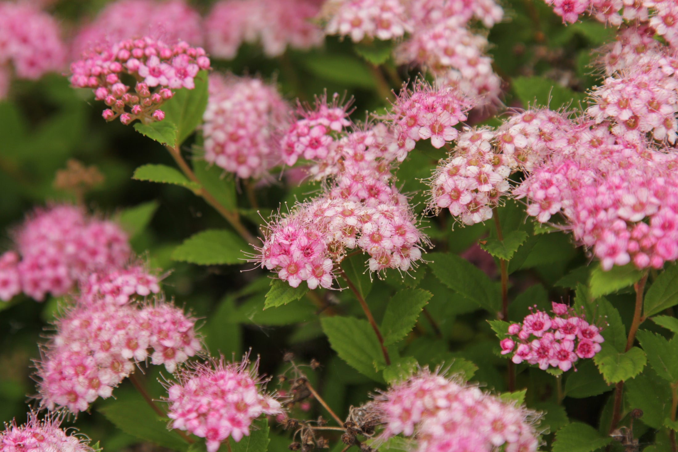 Spiraea japonica 'Little Princess'