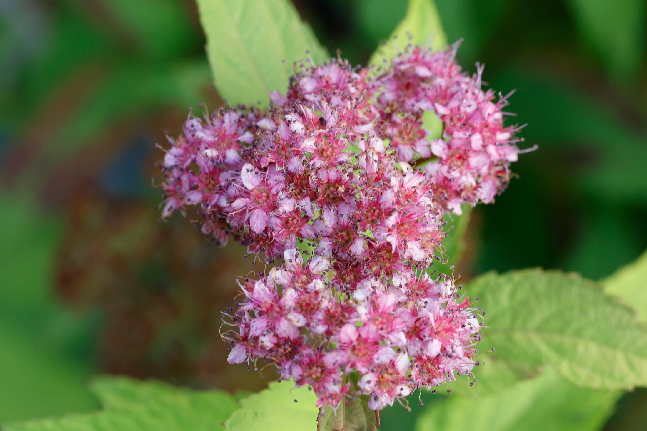 Spiraea japonica 'Magic Carpet'