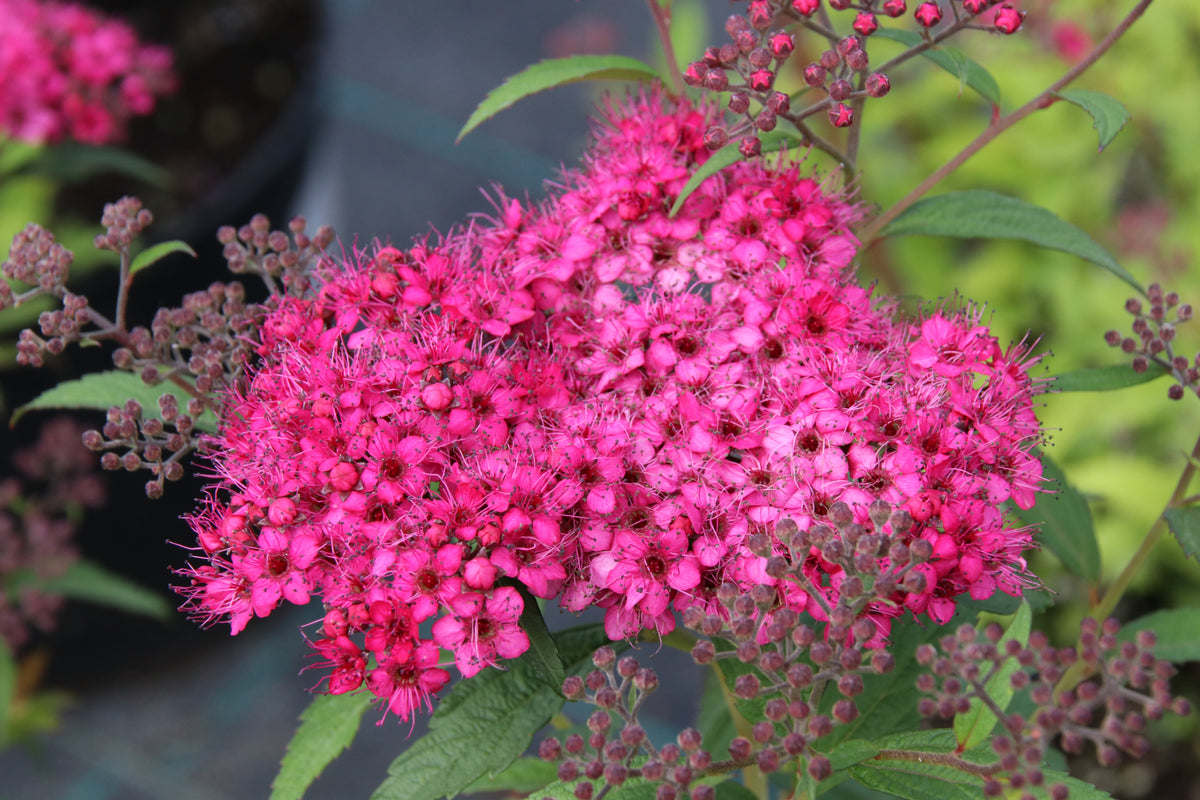 Spiraea japonica 'Neon Flash'