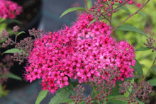 Spiraea japonica 'Neon Flash'