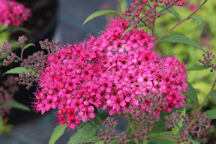 Spiraea japonica 'Neon Flash'