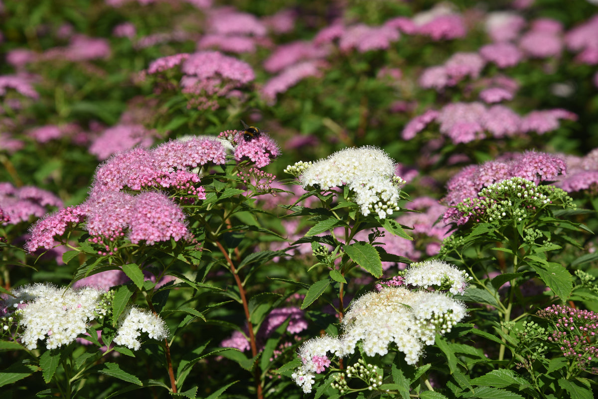 Spiraea japonica 'Shirobana'