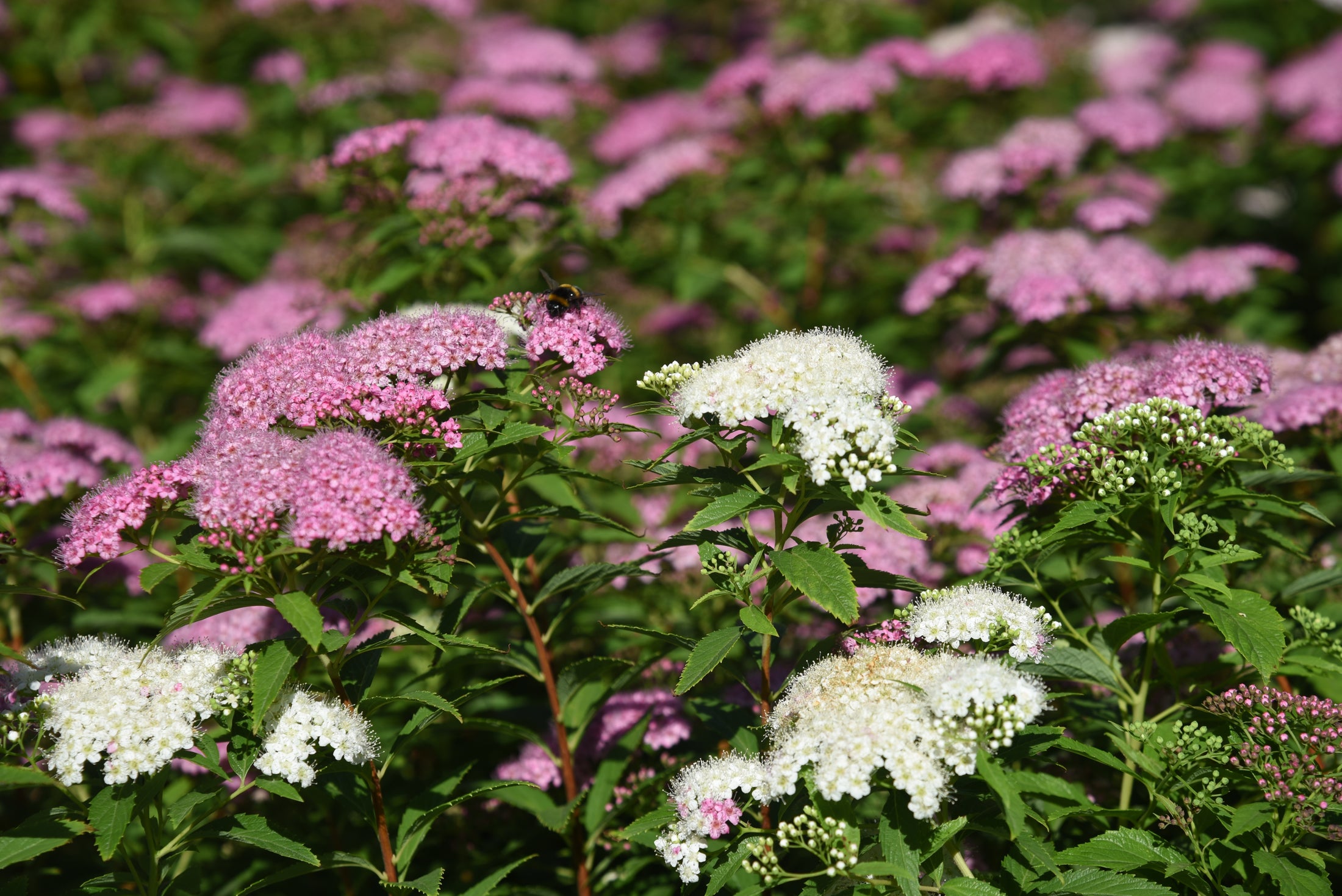 Spiraea japonica 'Shirobana'