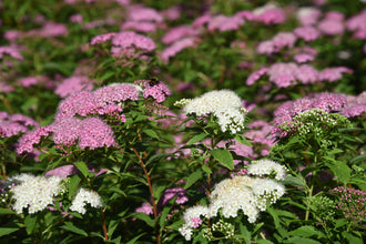 Spirée du Japon ‘Shirobana’ (Spiraea japonica)