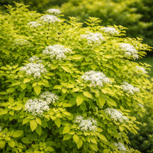Spiraea japonica 'White Gold'