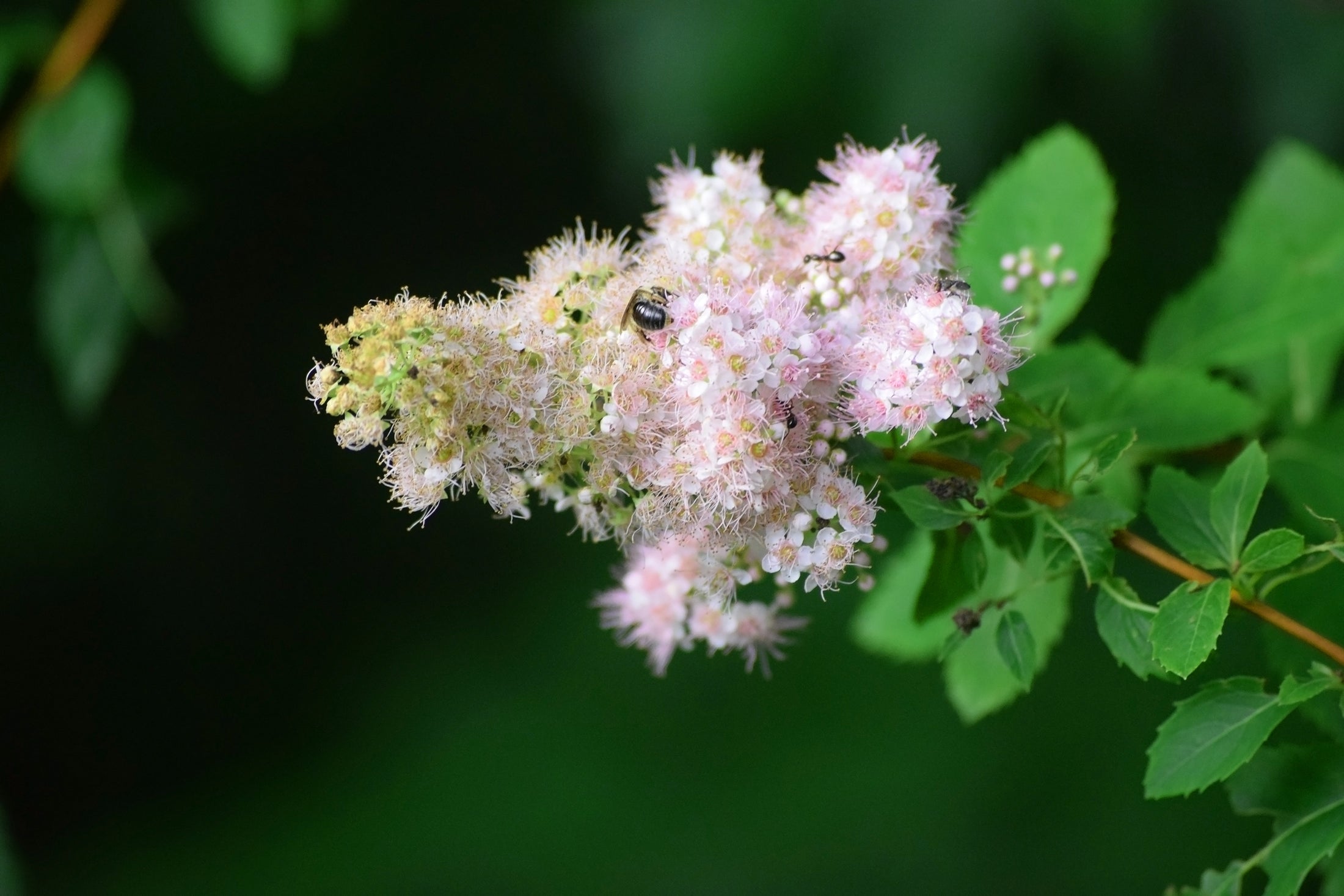 Spiraea latifolia