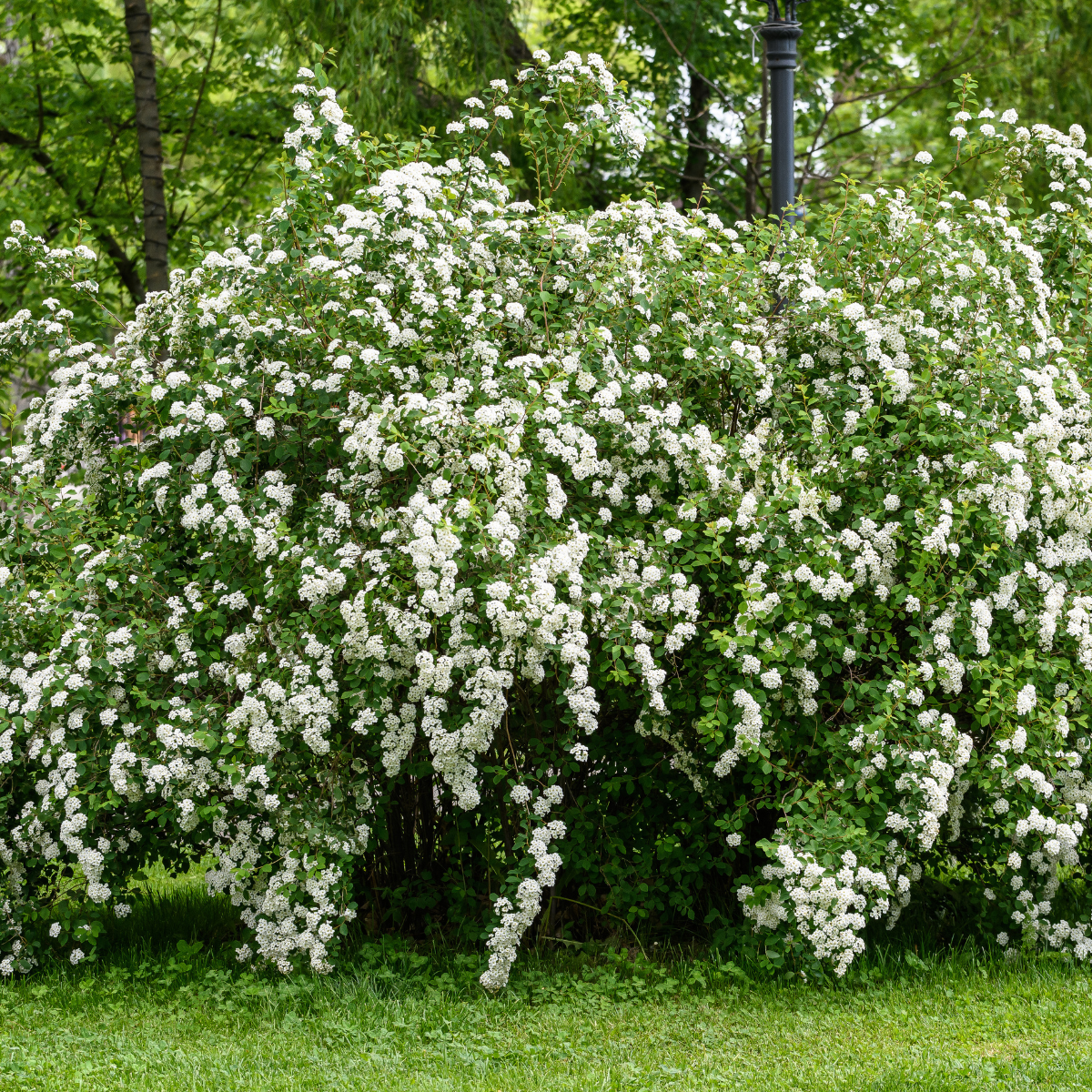 Spiraea nipponica 'Snowmound'