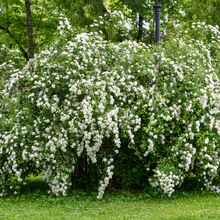 Spiraea nipponica 'Snowmound'