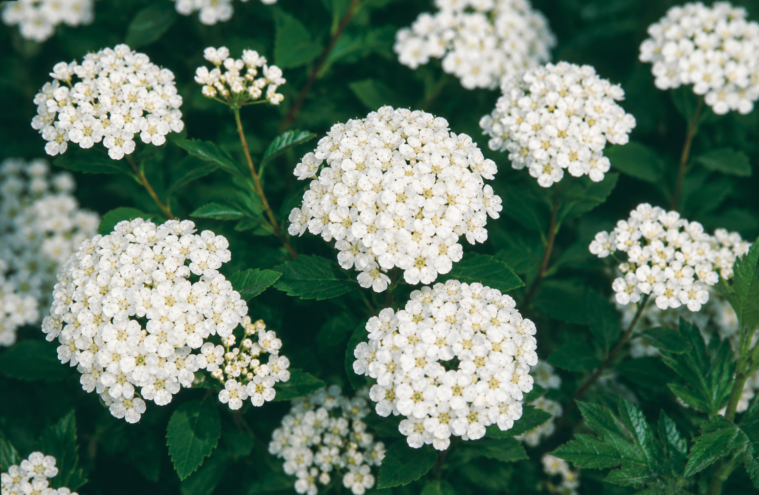Spiraea nipponica 'Snowmound'