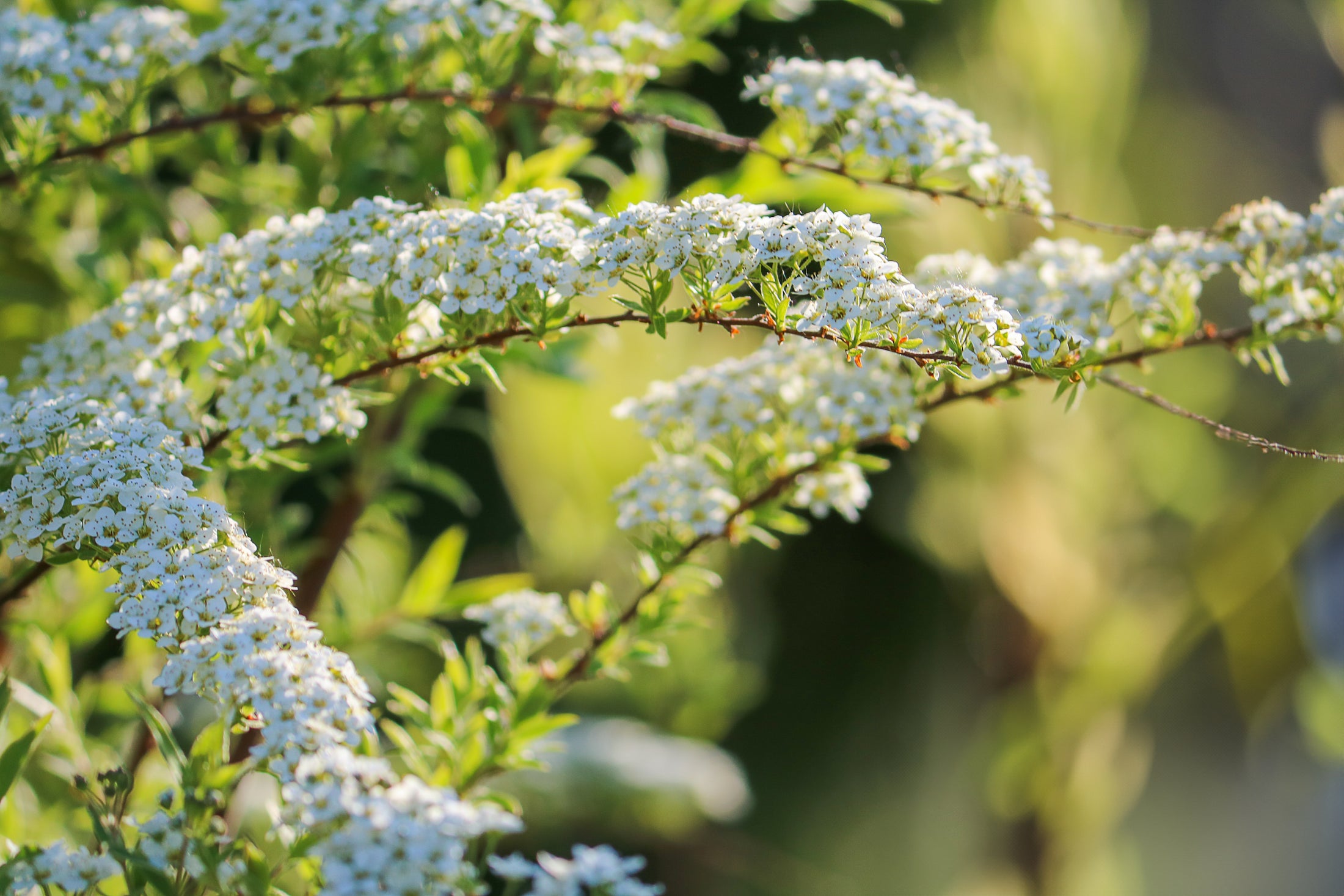 Spiraea thunbergii