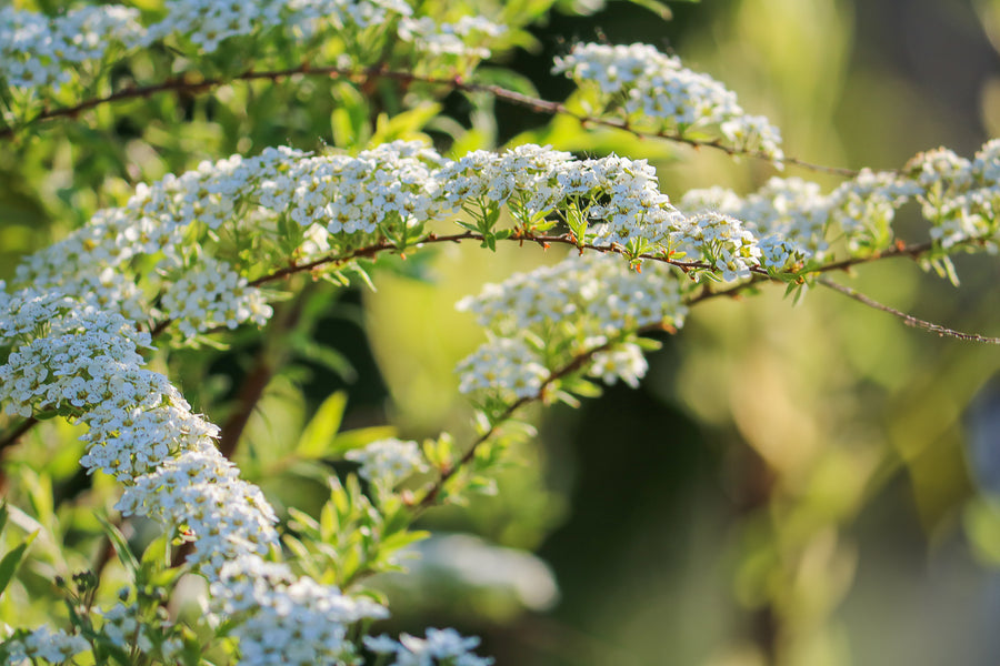 Spiraea thunbergii