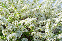 Spiraea × arguta 'Compacta'